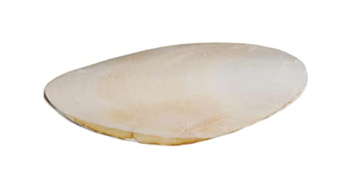 Prevue Pet Products Bpv1143 5-Inch Bird Cuttlebone, Medium