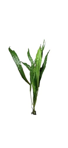 Java Fern and Anubias Aquarium Plant Bundle - Live Freshwater Plants for Aquascaping, Low Maintenance, Easy Beginner Friendly Decor for Fish Tank