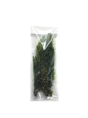 Marcus Fish Tanks 3X Anacharis Elodea Densa Live Aqurium Plants