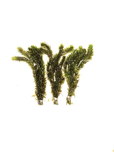 Marcus Fish Tanks 3X Anacharis Elodea Densa Live Aqurium Plants