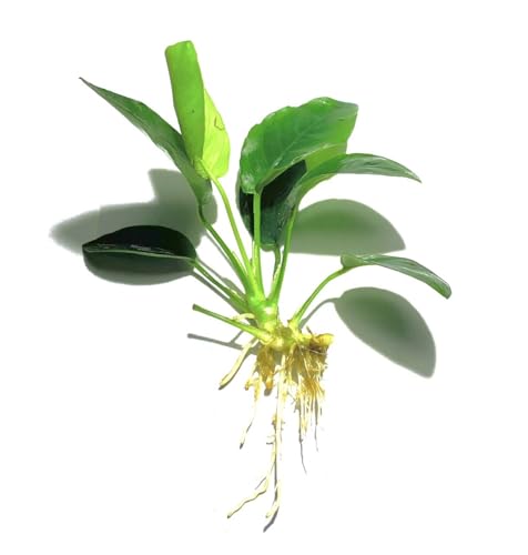 Java Fern and Anubias Aquarium Plant Bundle - Live Freshwater Plants for Aquascaping, Low Maintenance, Easy Beginner Friendly Decor for Fish Tank