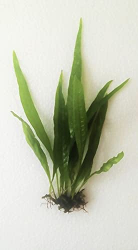 Java Fern and Anubias Aquarium Plant Bundle - Live Freshwater Plants for Aquascaping, Low Maintenance, Easy Beginner Friendly Decor for Fish Tank