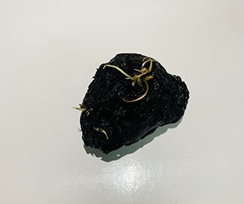Marcus Fish Tanks - Tiger Lotus Lily Nymphaea Lotus - Live Aquarium Plants - Freshwater Aquatic Plant Buy 2 Get 1