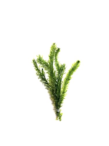 Marcus Fish Tanks 3X Anacharis Elodea Densa Live Aqurium Plants