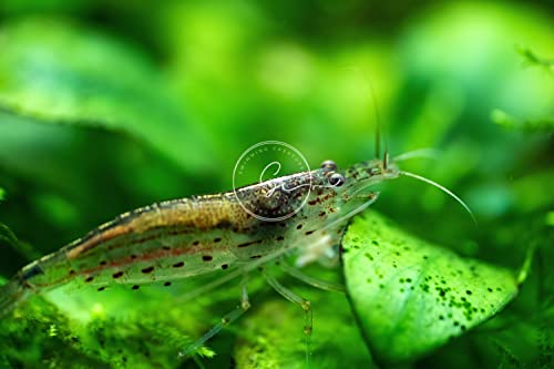 Swimming Creatures™ 10 Amano Premium High-Grade Caridina Freshwater Aquarium Shrimp Live