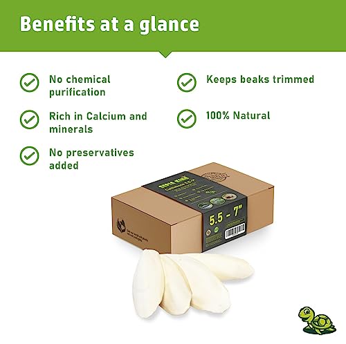 Large - 100% Natural Calcium Supplement - Premium Cuttlebone perfect for Birds, Tortoises, Snails, Reptiles - 5.5 to 7 inch