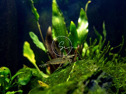 Swimming Creatures™ 10 Amano Premium High-Grade Caridina Freshwater Aquarium Shrimp Live