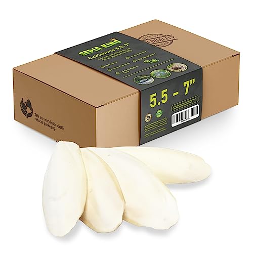 Large - 100% Natural Calcium Supplement - Premium Cuttlebone perfect for Birds, Tortoises, Snails, Reptiles - 5.5 to 7 inch