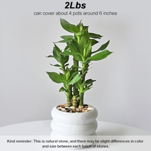 Succulent Rocks,Virekm River Rocks, Decorative Ornamental Pebbles Garden Landscaping Stones Gravel Filler for Home Decoration Flower Bed Fish Tank