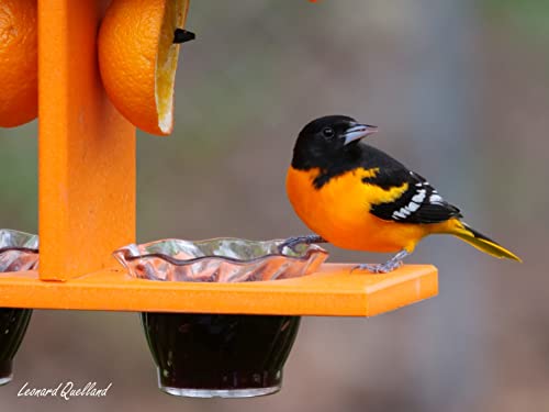 Oriole Bird Feeder, Double-Cup Jelly Oriole Feeder with Pegs for Orange Halves (Orange)