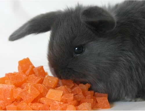 Exotic Nutrition Papaya Treat 1/2 LB - Healthy Natural Dried Fruit Treat - Rabbit, Guinea Pig, Hamster, Gerbil, Rat, Parrot, Sugar Glider, Squirrel