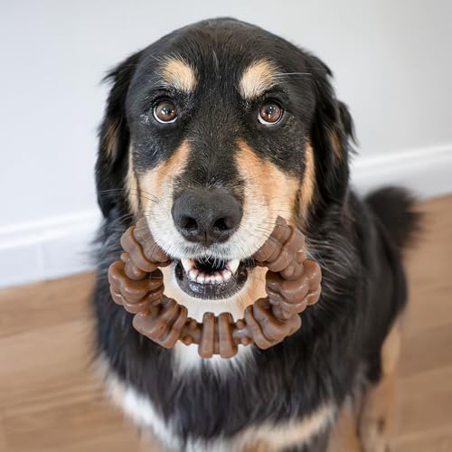 Nylabone Strong Chew Textured Ring Dog Toy Made with Real Beef & Chicken, Durable Chew Toys for Aggressive Chewers, Long Lasting Dog Bone, Keeps Dogs