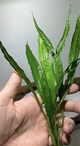 Java Fern and Anubias Aquarium Plant Bundle - Live Freshwater Plants for Aquascaping, Low Maintenance, Easy Beginner Friendly Decor for Fish Tank