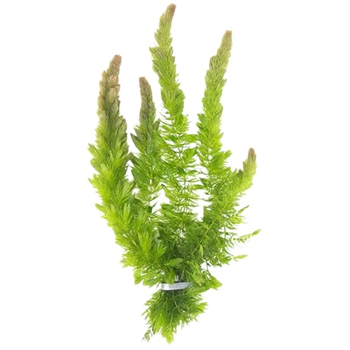 Live Fish Aquarium Plants - Hornwort Coontail - Floating or Rooted, Excellent Oxygenator, Perfect for Ponds or Aquariums, Great for Baby Fish, Guppy
