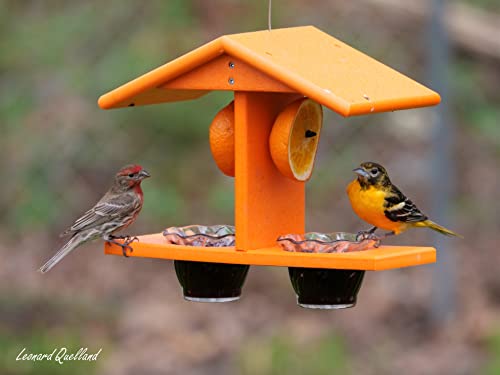 Oriole Bird Feeder, Double-Cup Jelly Oriole Feeder with Pegs for Orange Halves (Orange)