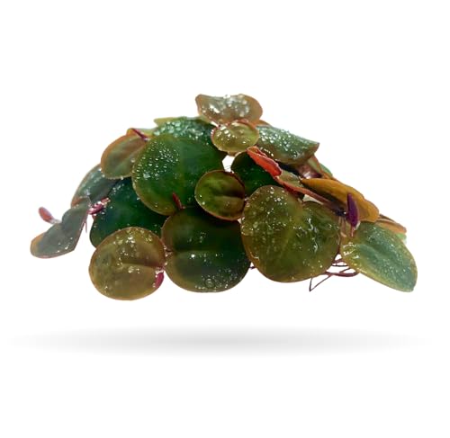 Aquarigram 60+ Leaves Red Root Floaters Live Floating Plants for Aquarium (Phyllanthus Fluitans)…