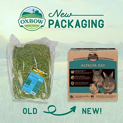 Oxbow Alfalfa, Guinea Pig Hay, Rabbit Hay, Small Pet Bunny Supplies, All Natural Grass for Guinea Pig, Bunny, Chinchilla & Hamster, Oxbow Rabbit