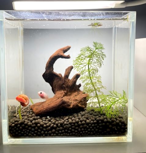 YZHZOM Small Natural Driftwood for Aquarium Styling Carefully Selected Natural Aquarium Decor Driftwood for Reptile Tank Reptile Tank Wood Decor