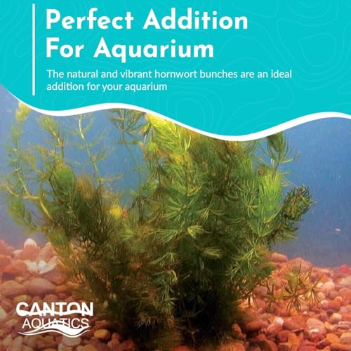 Live Fish Aquarium Plants - Hornwort Coontail - Floating or Rooted, Excellent Oxygenator, Perfect for Ponds or Aquariums, Great for Baby Fish, Guppy