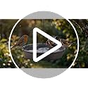 Hanging Bird Bath Hanging Bird-Feeder - CARGEN Garden BirdBath Tray Wildlife Feeder Plate Water Bowl or Water Bowl for Outdoors Garden Patio