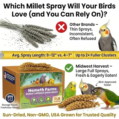 Nemeth Farms Spray Millet - Edible Tops Only, Non-GMO and Sun-Dried - 1 lb for Parakeets, Canaries and Finches