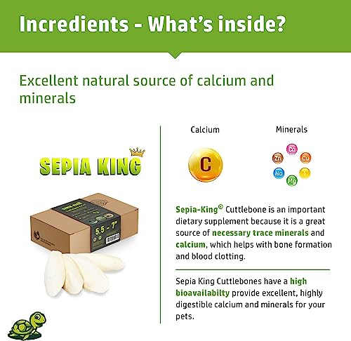 Large - 100% Natural Calcium Supplement - Premium Cuttlebone perfect for Birds, Tortoises, Snails, Reptiles - 5.5 to 7 inch
