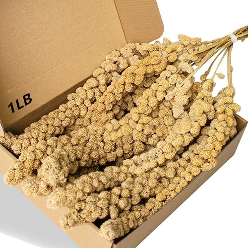 Jmxu's Spray Millet Treat for Birds Parakeets, Natural Sun-Dried Birds Millet for Cockatiel, Budgie, Finches, Parrots, Hamster