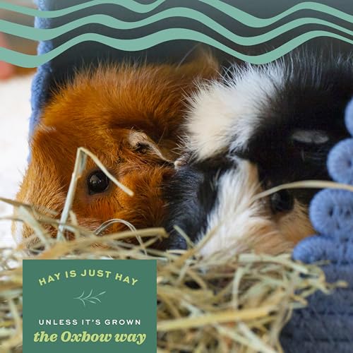 Oxbow Animal Health Orchard Grass, Guinea Pig Hay, Rabbit Hay, Small Pet Bunny Supplies, All Natural Grass for Guinea Pig, Bunny, Chinchilla