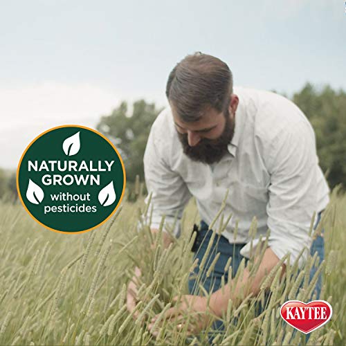 Kaytee Timothy Hay & Orchard Grass for Guinea Pigs, Rabbits & Other Small Animals, 48 oz