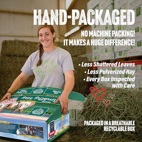 Small Pet Select 3rd Cutting Super Soft Timothy Hay Pet Food for Picky Eaters, Rabbits, Guinea Pigs, and Other Small Animals, Easy to Store Box, 10 LB