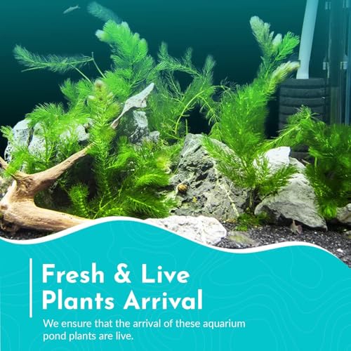 Live Fish Aquarium Plants - Hornwort Coontail - Floating or Rooted, Excellent Oxygenator, Perfect for Ponds or Aquariums, Great for Baby Fish, Guppy