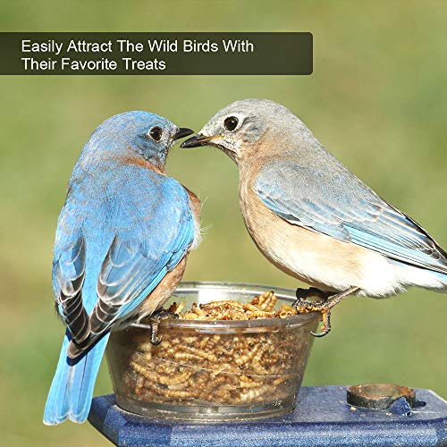 20lbs Mealworms, High-Protein Dried Mealworms for Birds, Chickens, Turtles, Fish, Hamsters and Hedgehogs, Non-GMO and Chemical Free, All Natural
