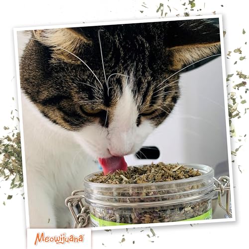 Meowijuana Catnibas Catnip Pawty Mix Jar | Premium Cat Nip for Cats with Silvervine, Passion Flower, Chamomile, Dandelion & Valerian Root | High