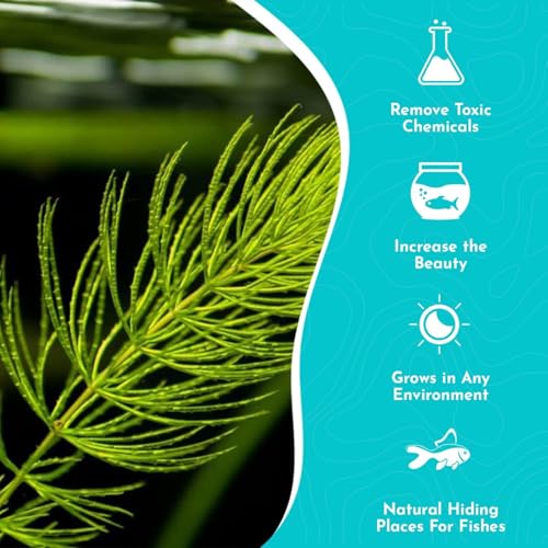 Live Fish Aquarium Plants - Hornwort Coontail - Floating or Rooted, Excellent Oxygenator, Perfect for Ponds or Aquariums, Great for Baby Fish, Guppy