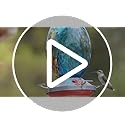 Muse Garden Glass Humming Bird Feeders for Outdoors - 27OZ Blown Glass Hummingbird Feeder - Unique Gift Mom Women Grandparents, Outdoors Hanging