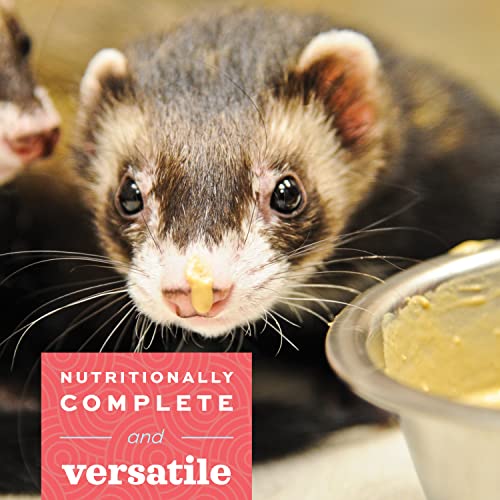 Oxbow Critical Care Carnivore, Made with Whole Egg & Dried Chicken, Assist Feeding Formula for Carnivores, Cat Supplements, Ferret Food Recovery