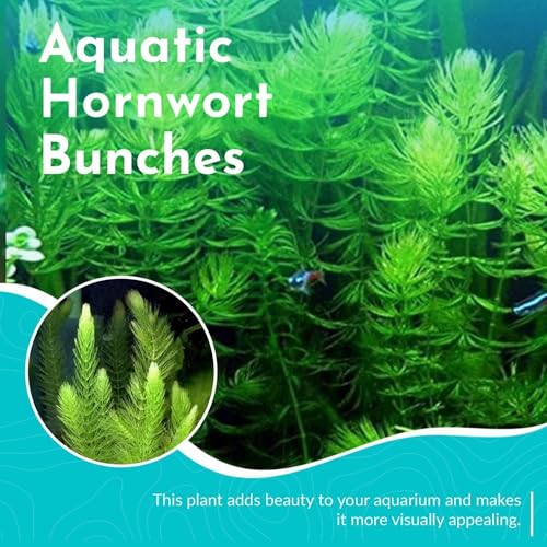 Live Fish Aquarium Plants - Hornwort Coontail - Floating or Rooted, Excellent Oxygenator, Perfect for Ponds or Aquariums, Great for Baby Fish, Guppy