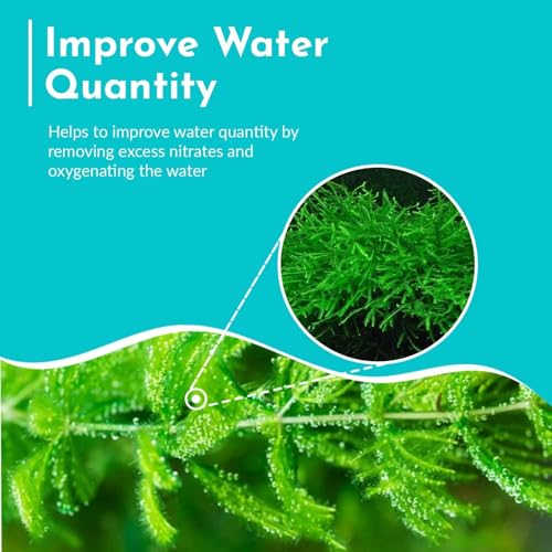 Live Fish Aquarium Plants - Hornwort Coontail - Floating or Rooted, Excellent Oxygenator, Perfect for Ponds or Aquariums, Great for Baby Fish, Guppy