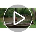 Microbe-Lift Bird Bath Clear Two-in-One Water Cleaner – 4 Oz – Safe for Birds, Fish & Frogs – Cleans Outdoor Birdbaths & Fountains – Natural Formula