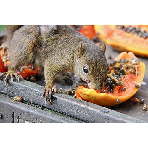 Exotic Nutrition Papaya Treat 1/2 LB - Healthy Natural Dried Fruit Treat - Rabbit, Guinea Pig, Hamster, Gerbil, Rat, Parrot, Sugar Glider, Squirrel