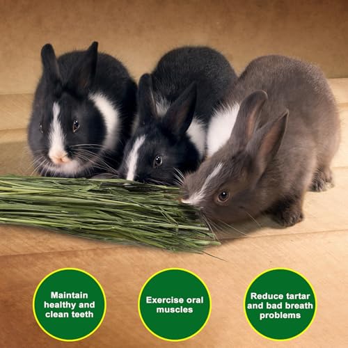Premium Oat Hay for Pets - Dust Free Natural Green Fresh Pet Food Hay for Rabbits, Guinea Pigs, Chinchillas, Hamsters & Gerbils - 1.1lbs