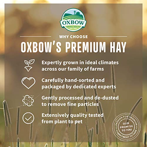 Oxbow Organic Meadow Hay, Guinea Pig & Rabbit Hay, Small Pet Bunny Supplies, All Natural Grass for Guinea Pig, Bunny, Chinchilla & Hamster, Rabbit
