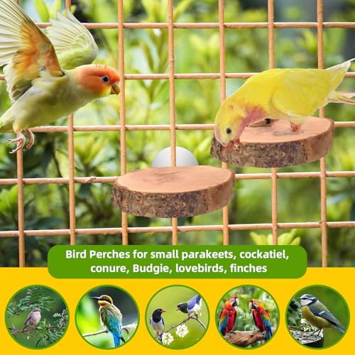 4PCS Natural Wood Round Bird Perch Platform for Cage - Parrot Perch Stand for Conures, Cockatiels, Budgies, Lovebirds, Parrotlets, Small Bird Cage