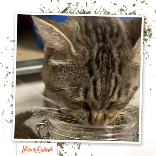 Meowijuana Catnibas Catnip Pawty Mix Jar | Premium Cat Nip for Cats with Silvervine, Passion Flower, Chamomile, Dandelion & Valerian Root | High
