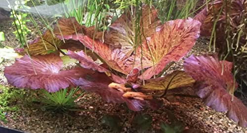 Marcus Fish Tanks - Tiger Lotus Lily Nymphaea Lotus - Live Aquarium Plants - Freshwater Aquatic Plant Buy 2 Get 1
