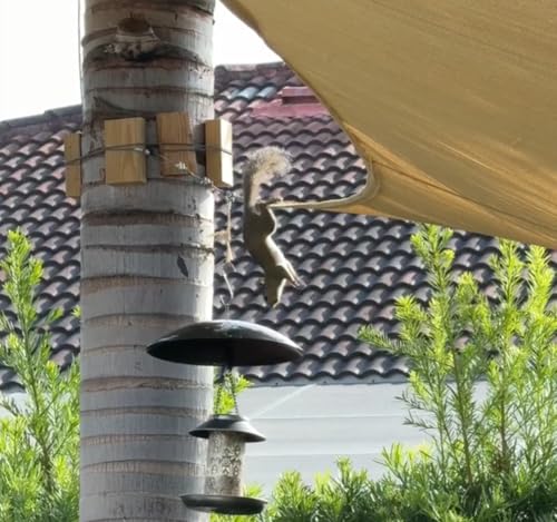 13" Bird Feeder Rain Guard, Hummingbird Feeders Shade Dome Cover, Hanging Baffle for Bird Feeder Pole,Smart Birds Feeder Umbrella (Black), 1 Pack