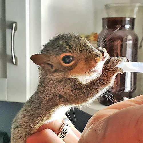 Milk Replacer - Healthy Powdered Formula Ideal for Baby Squirrels, Rabbits, Opossums, Raccoons | 100% Instantized for Mixing Digestible Proteins