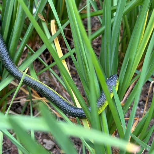 Fake Snake Soft Rubber Snake Toy, 4 Pieces Realistic Plastic Snakes for Garden to Keep Birds Away, Novelty Toys for Playing Jokes Prank Stuff Props