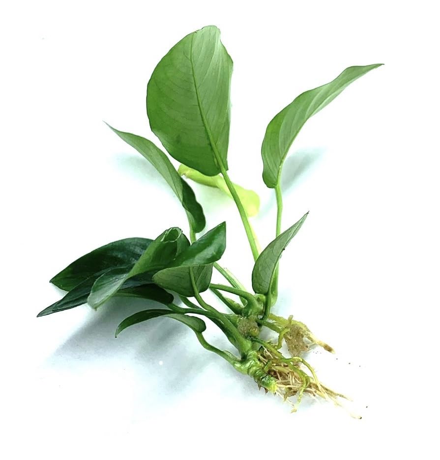 Java Fern and Anubias Aquarium Plant Bundle - Live Freshwater Plants for Aquascaping, Low Maintenance, Easy Beginner Friendly Decor for Fish Tank