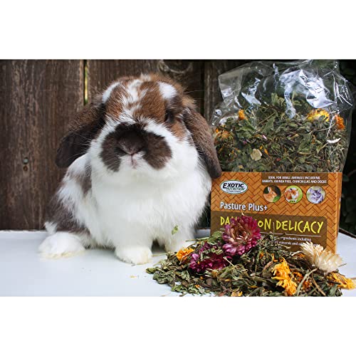 Exotic Nutrition Pasture Plus+ Dandelion Delicacy - Healthy Natural High-Fiber Dried Flower Treat - Guinea Pigs, Rabbits, Chinchillas, Prairie Dogs